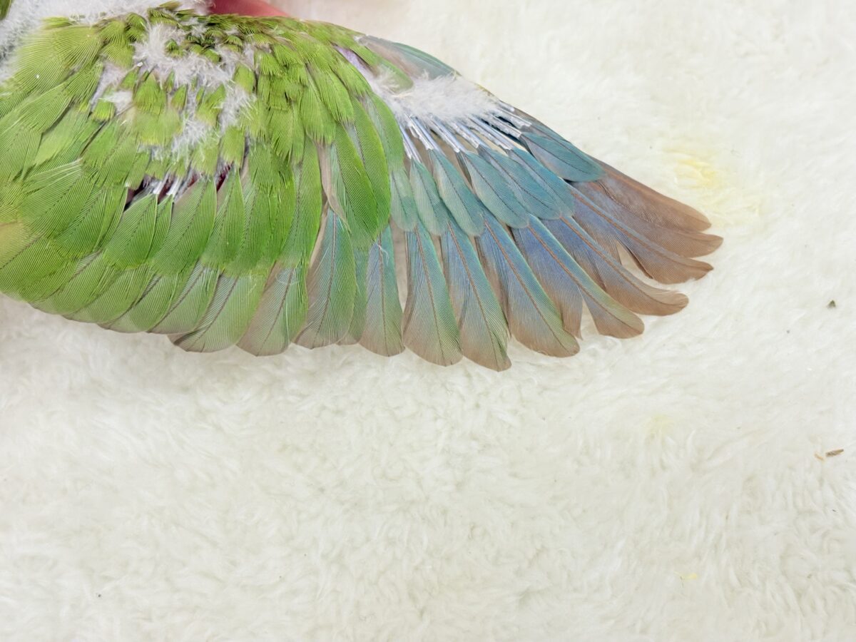 ホオミドリウロコインコ