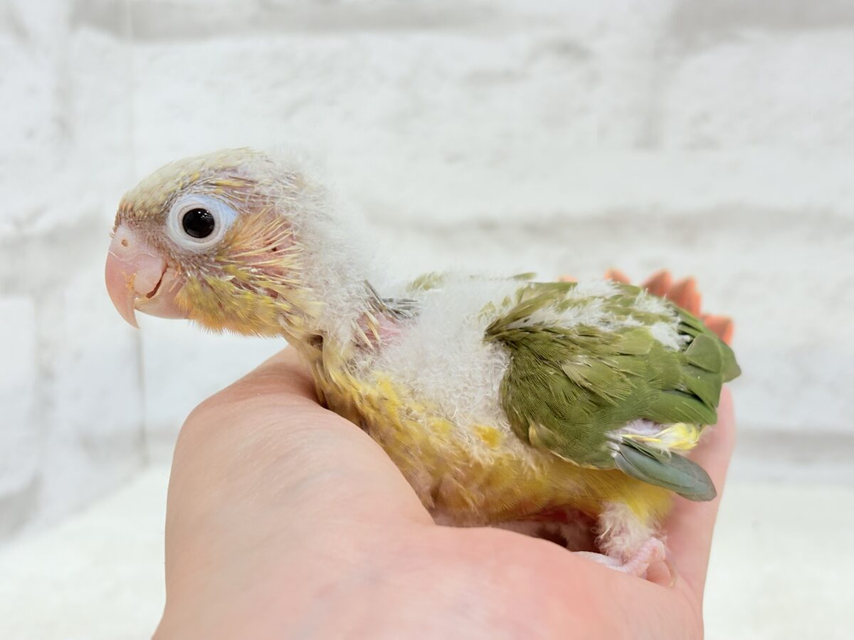 ホオミドリウロコインコ