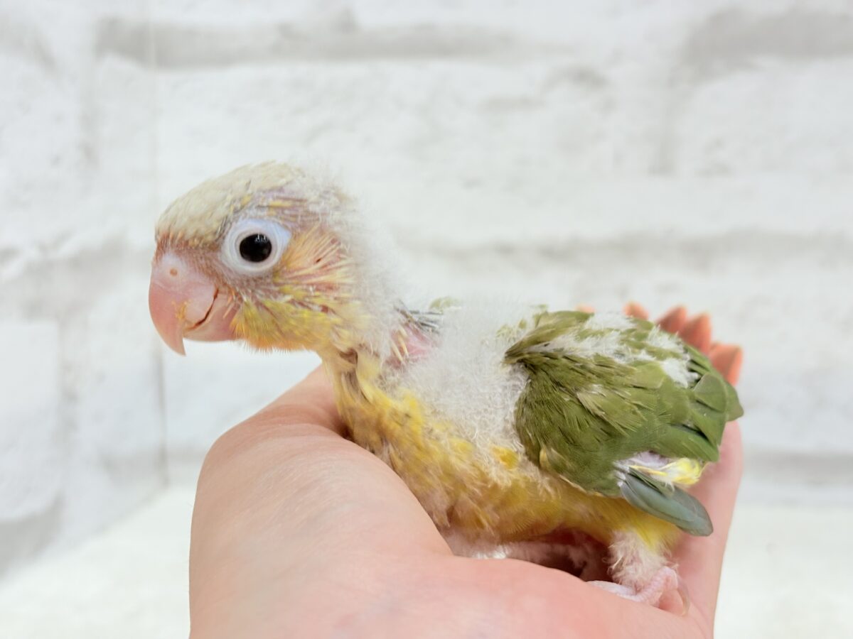 ホオミドリウロコインコ