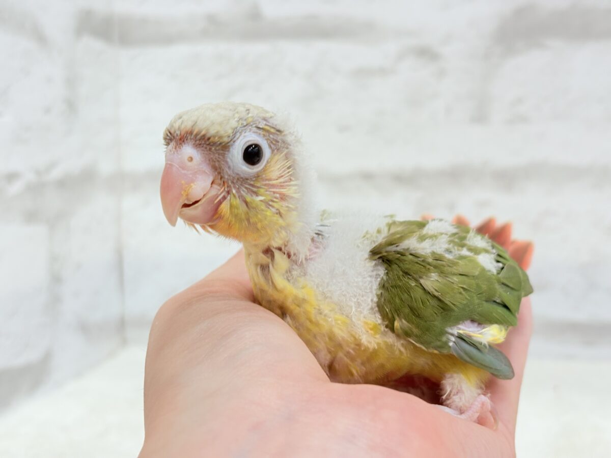 ホオミドリウロコインコ