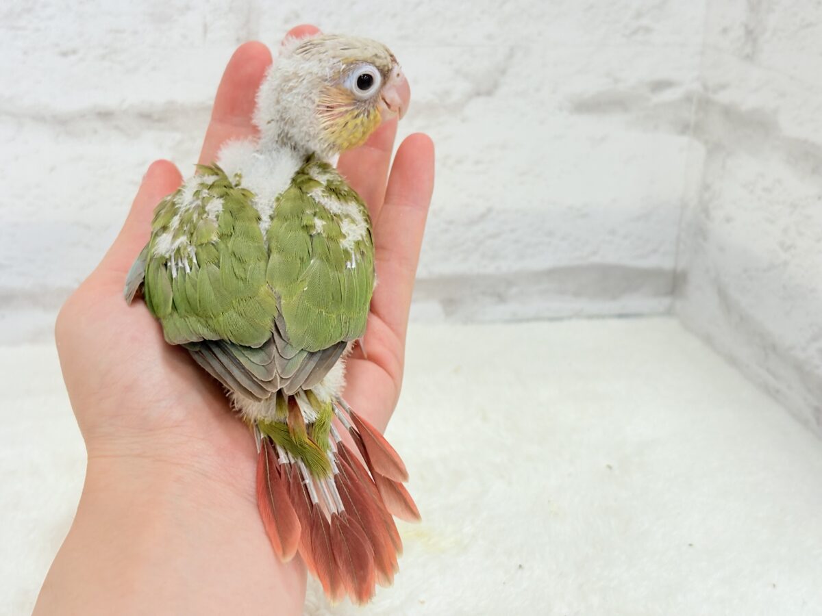 ホオミドリウロコインコ