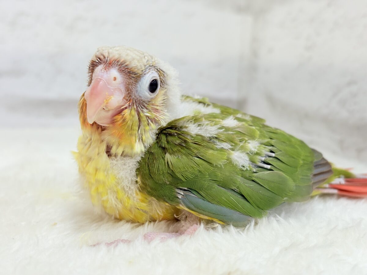 ホオミドリウロコインコ