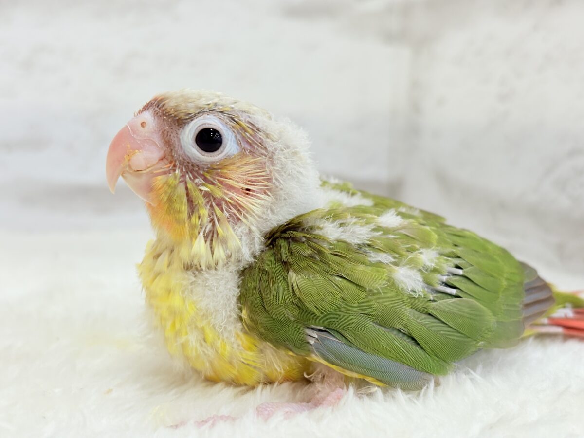 ホオミドリウロコインコ