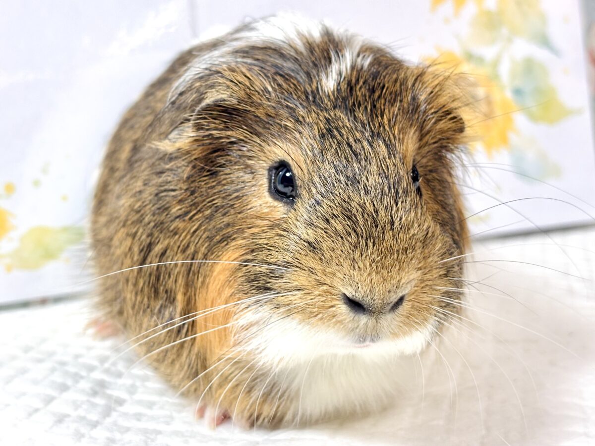 🐹✨ちょっぴり長めの毛が魅力♡イングリッシュモルモットの男の子(ミディアムヘア)