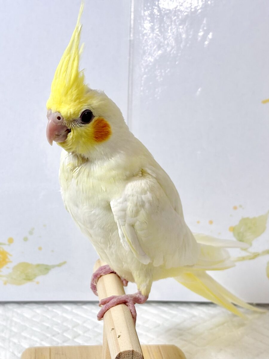 オカメインコ