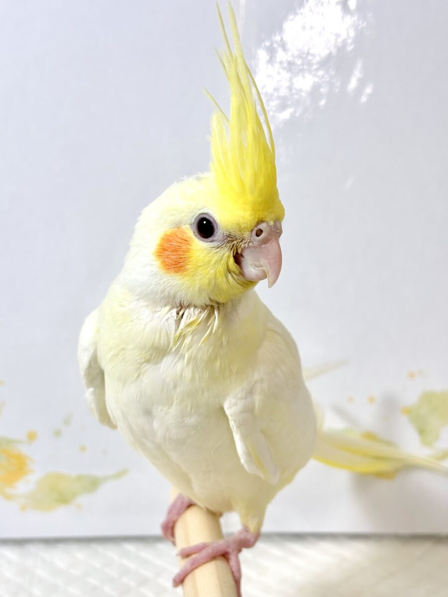オカメインコ