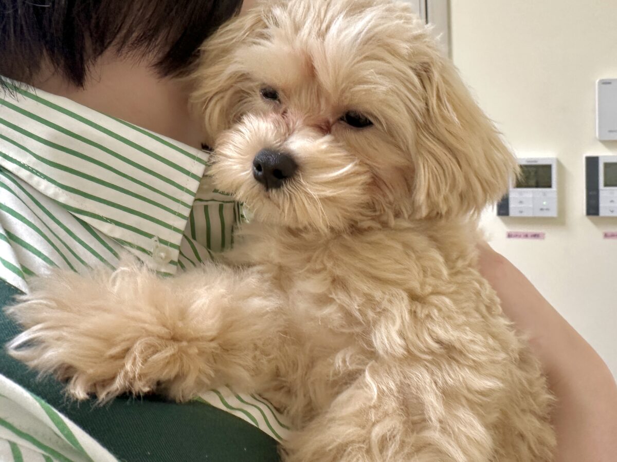 マルプー
