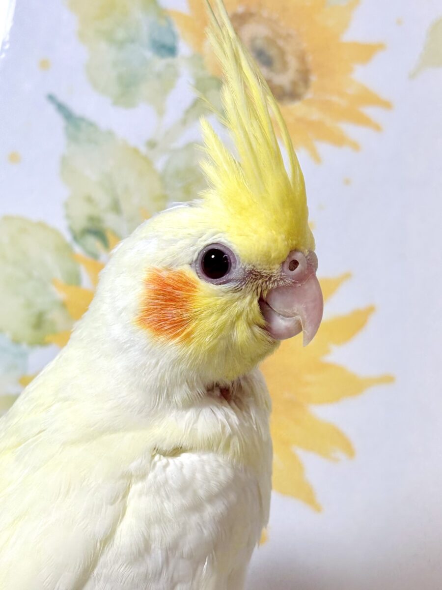 オカメインコ