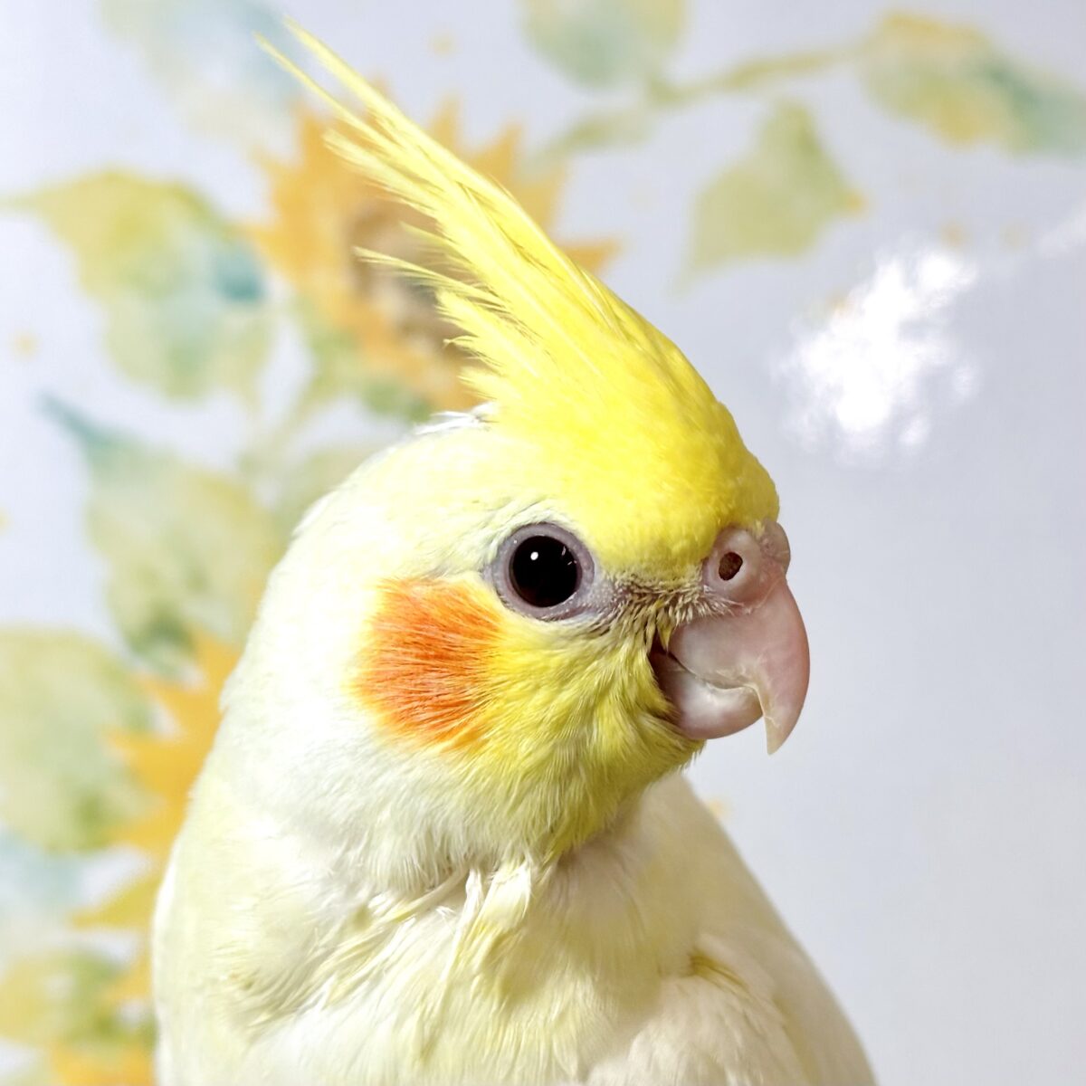 🌻 オカメインコ ルチノー ♡🐥💛