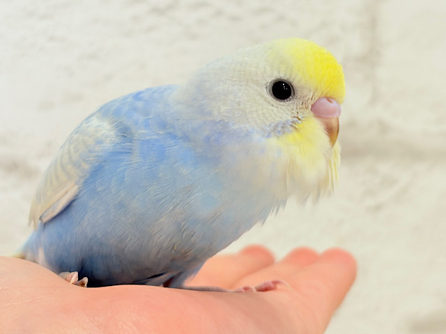 【最新画像更新🪄】青強め💙爽やかソーダ🐣🧊セキセイインコ(パステルレインボースパングル) ヒナ