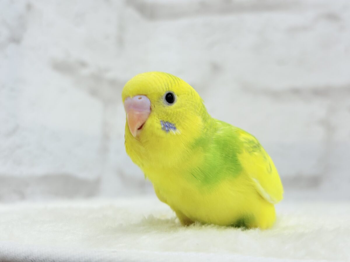 セキセイインコ