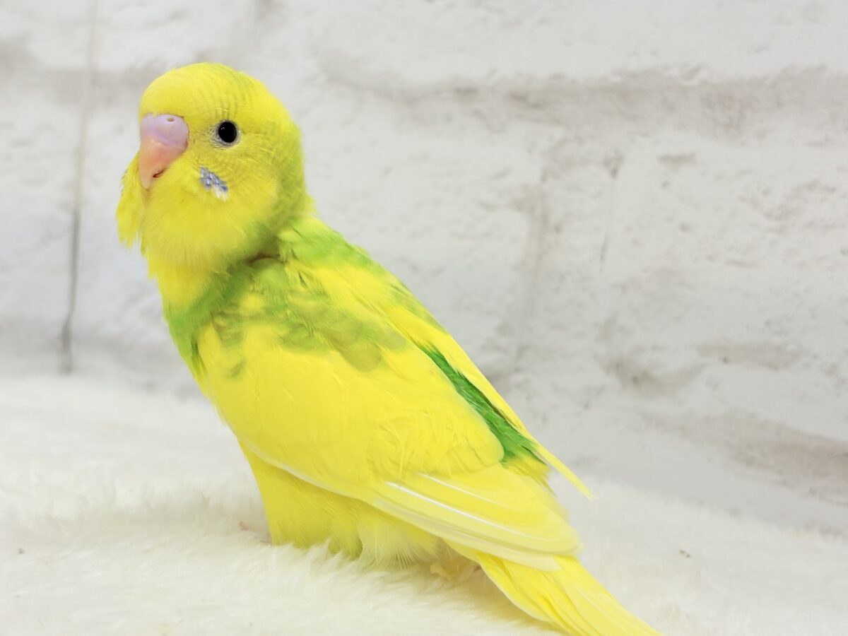 セキセイインコ