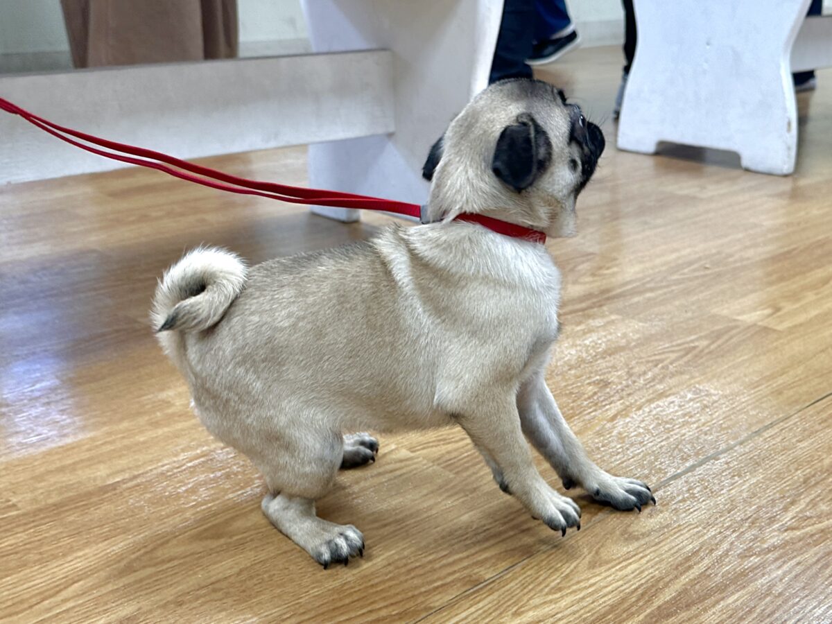 パグ