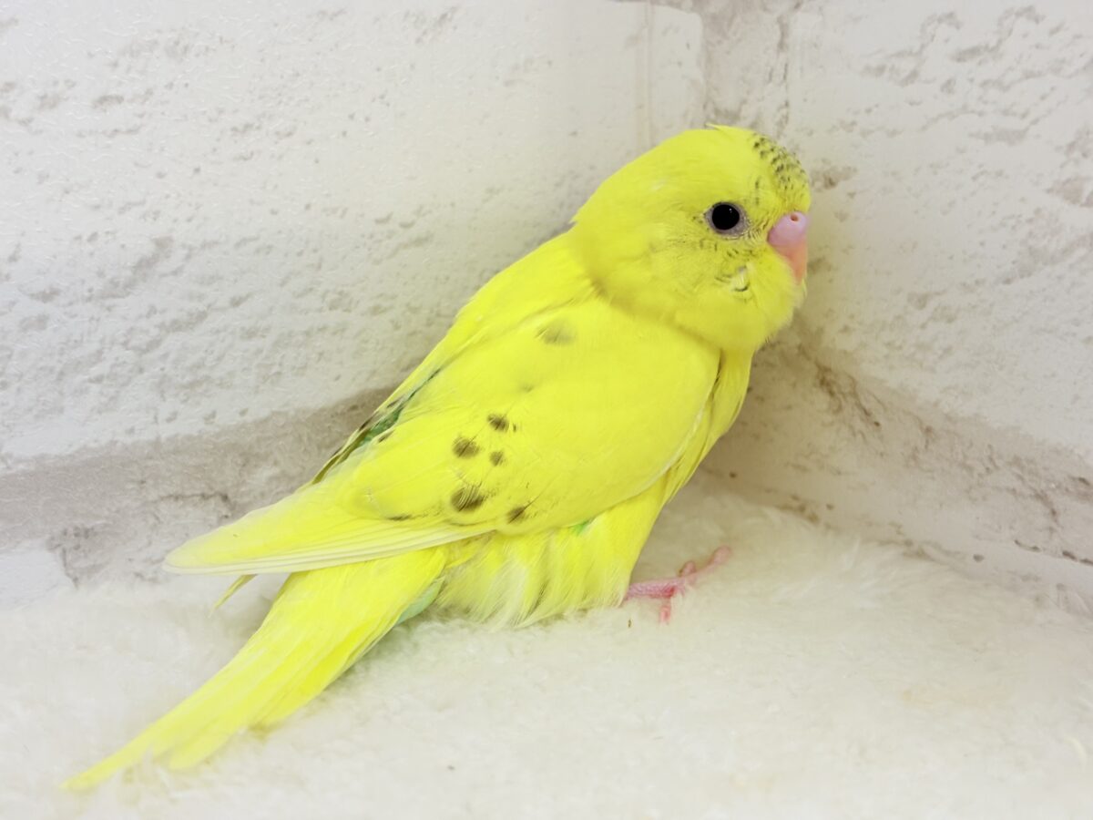 セキセイインコ