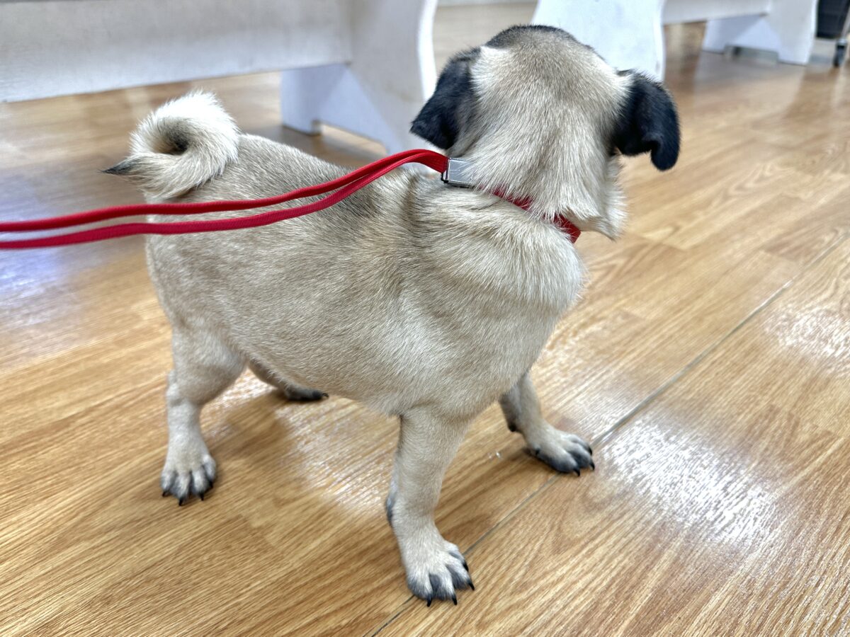パグ