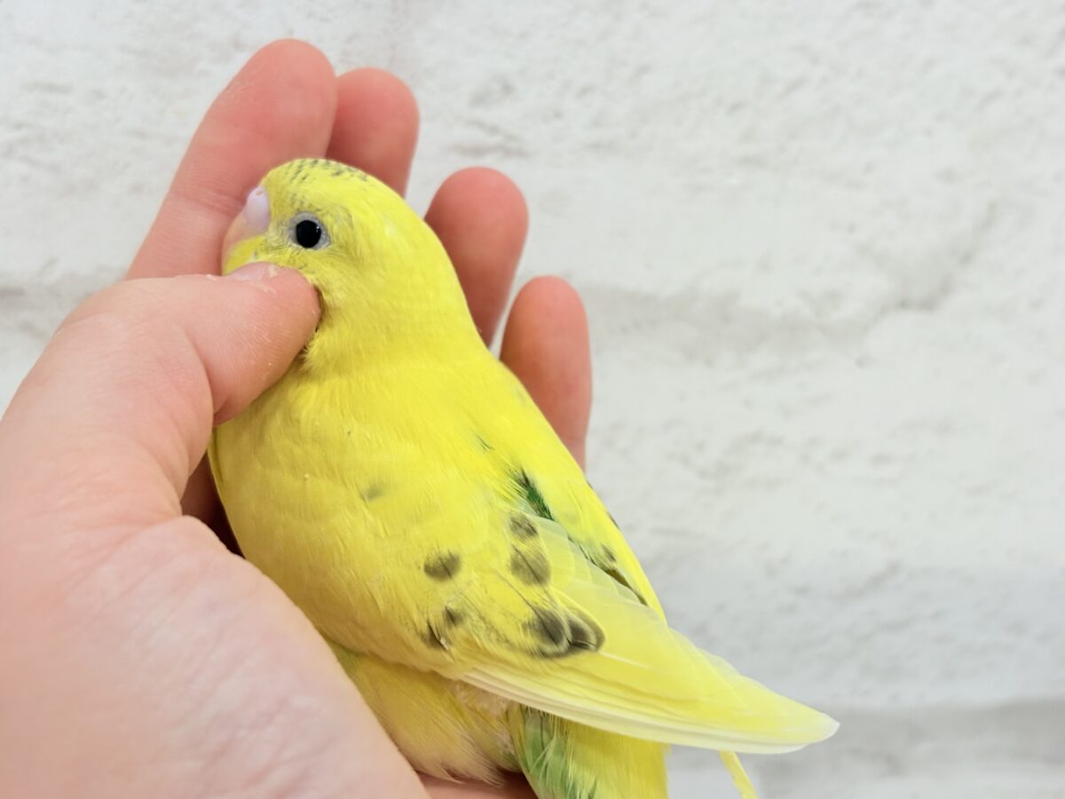 セキセイインコ