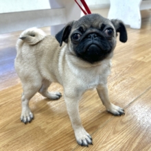 虜になること間違いなし🥺⭐️パグの女の子🐶