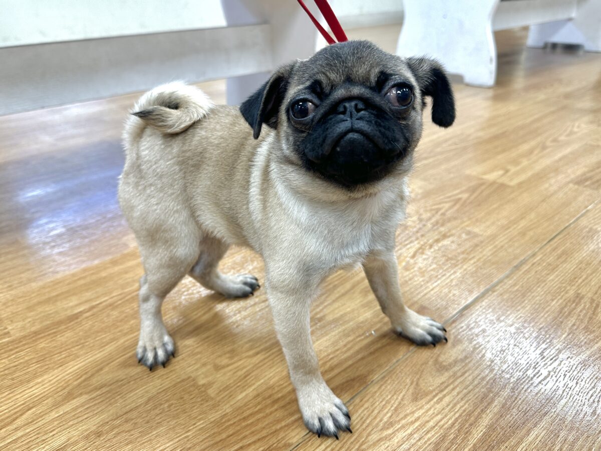 虜になること間違いなし🥺⭐️パグの女の子🐶