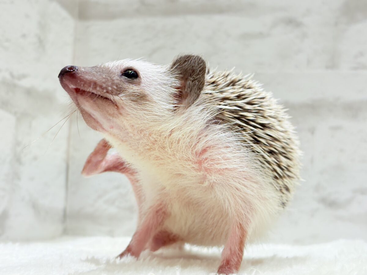 ハリネズミ（ヨツユビハリネズミ）
