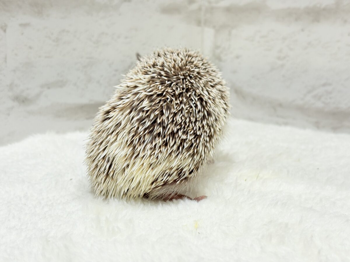 ハリネズミ（ヨツユビハリネズミ）