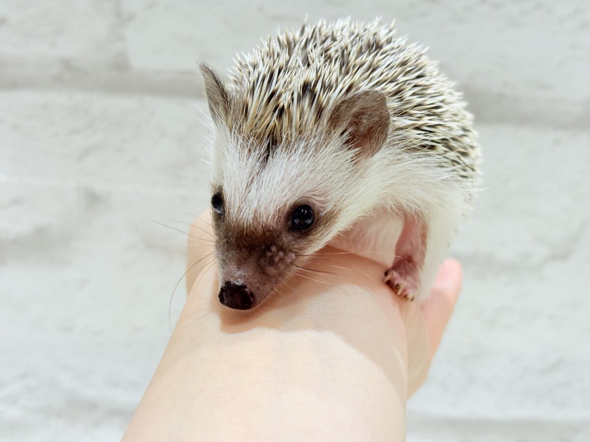 ハリネズミ（ヨツユビハリネズミ）