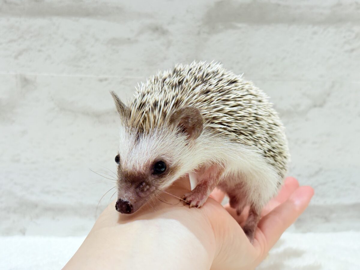 ハリネズミ（ヨツユビハリネズミ）