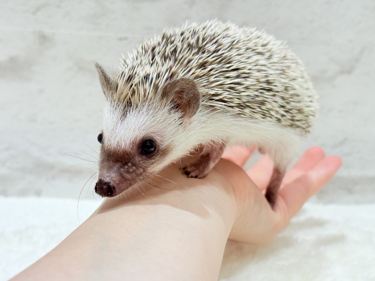 ハリネズミ（ヨツユビハリネズミ）