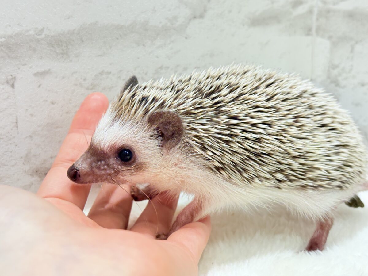 ハリネズミ（ヨツユビハリネズミ）
