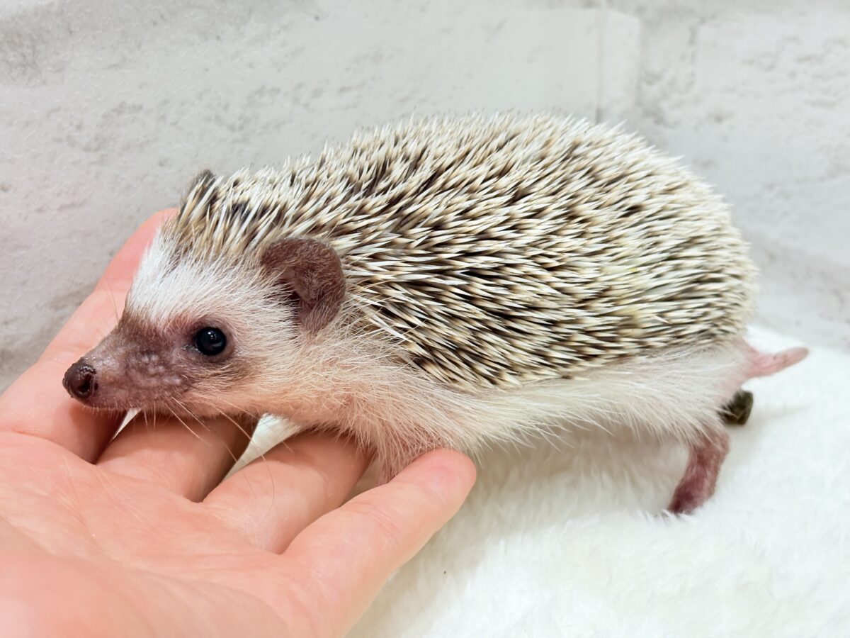 ハリネズミ（ヨツユビハリネズミ）
