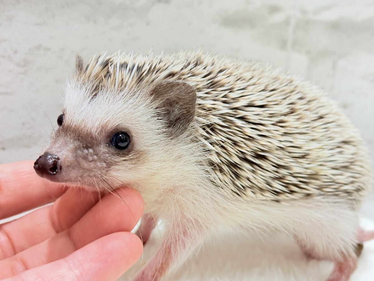 ハリネズミ（ヨツユビハリネズミ）