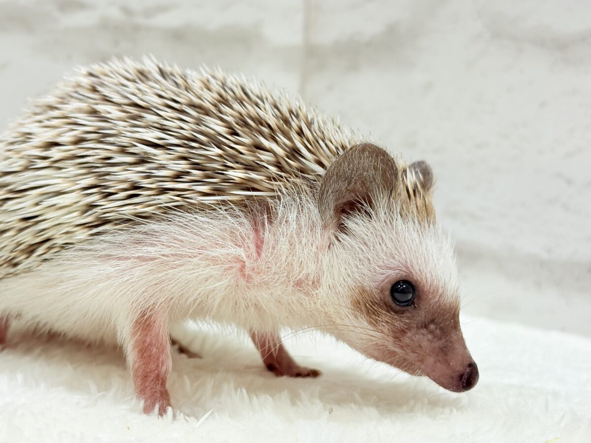 ハリネズミ（ヨツユビハリネズミ）