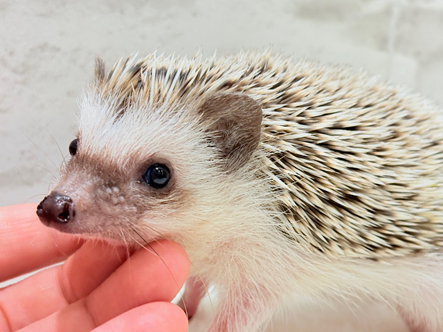 針の立て方忘れちゃった🦔💖ハリネズミ(パイド) 女の子