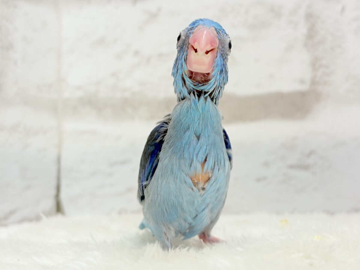 マメルリハ
