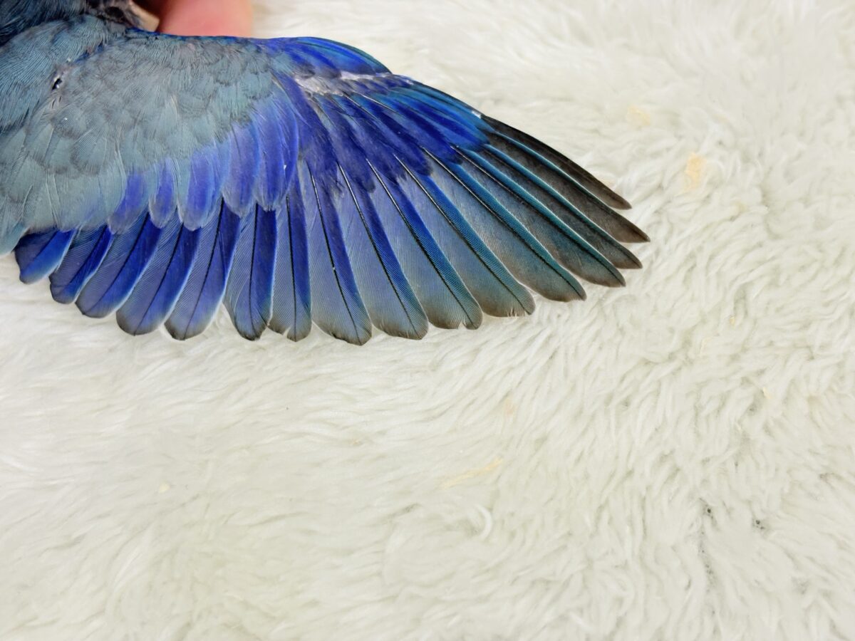 マメルリハ