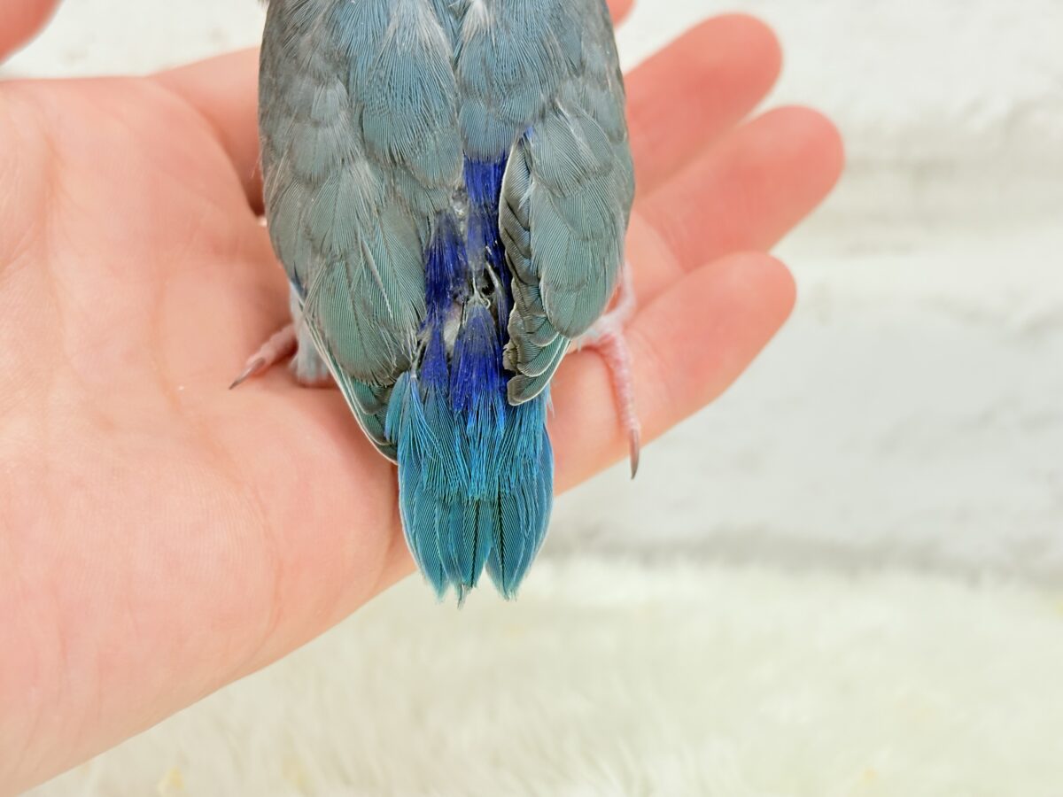 マメルリハ