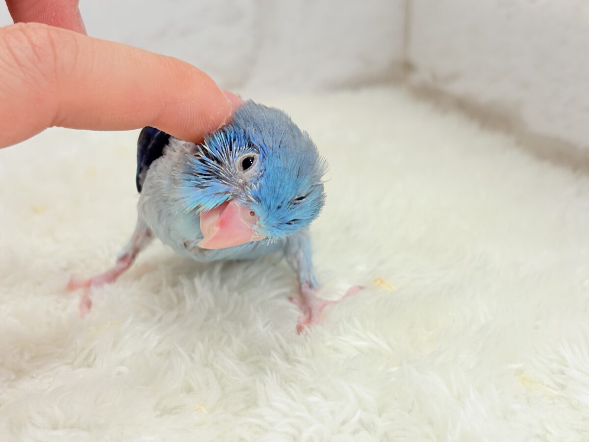 マメルリハ