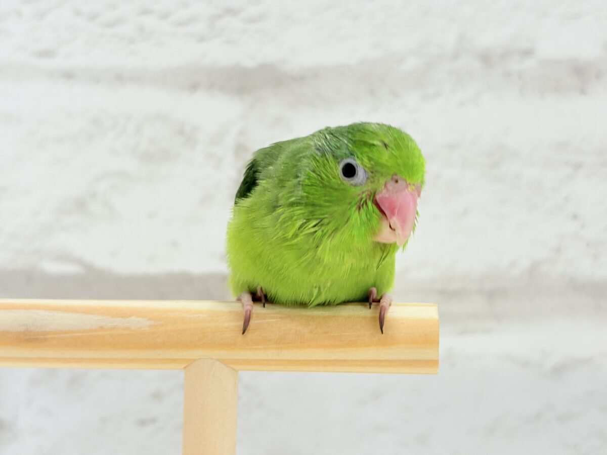 マメルリハ
