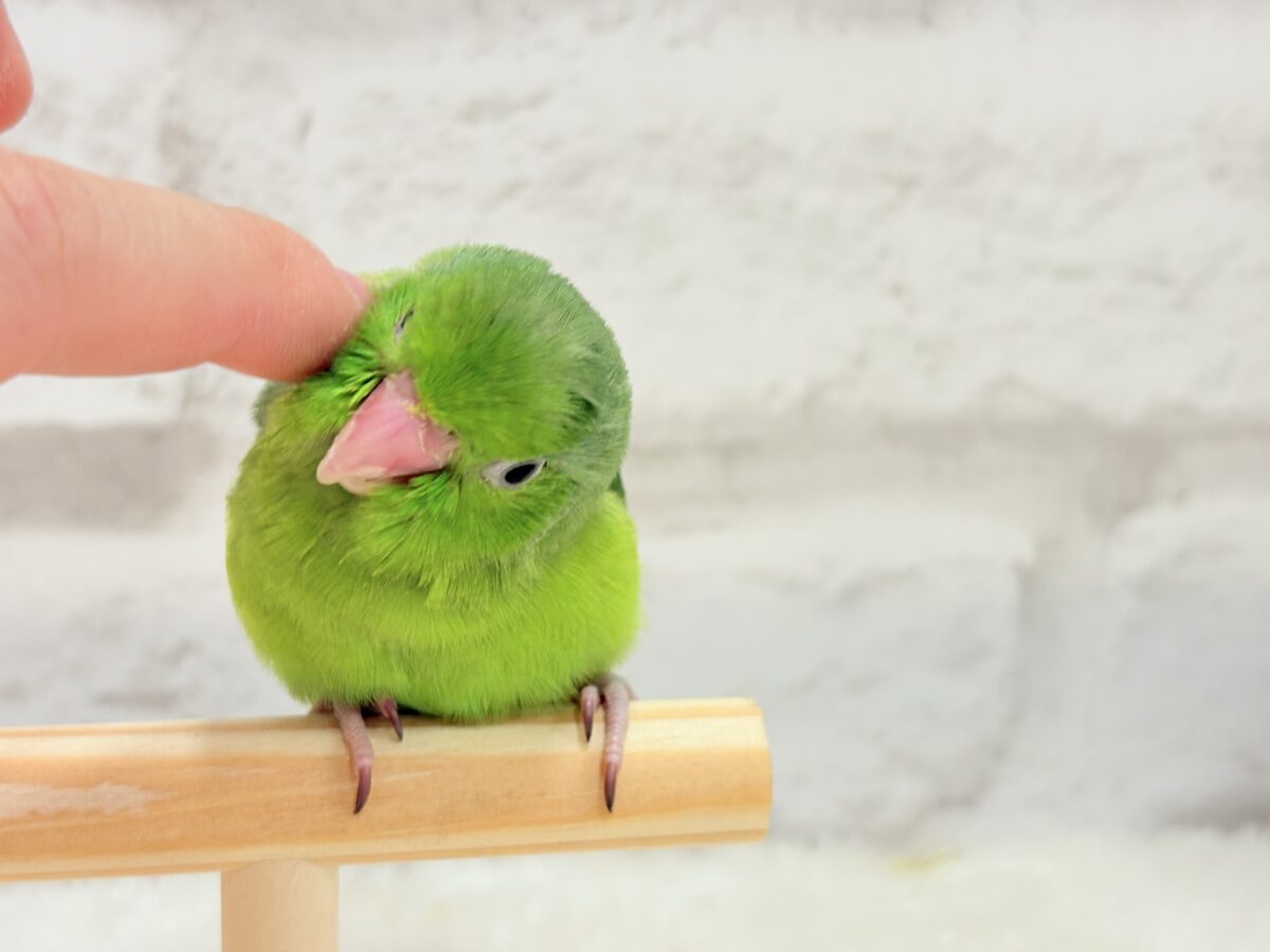 マメルリハ