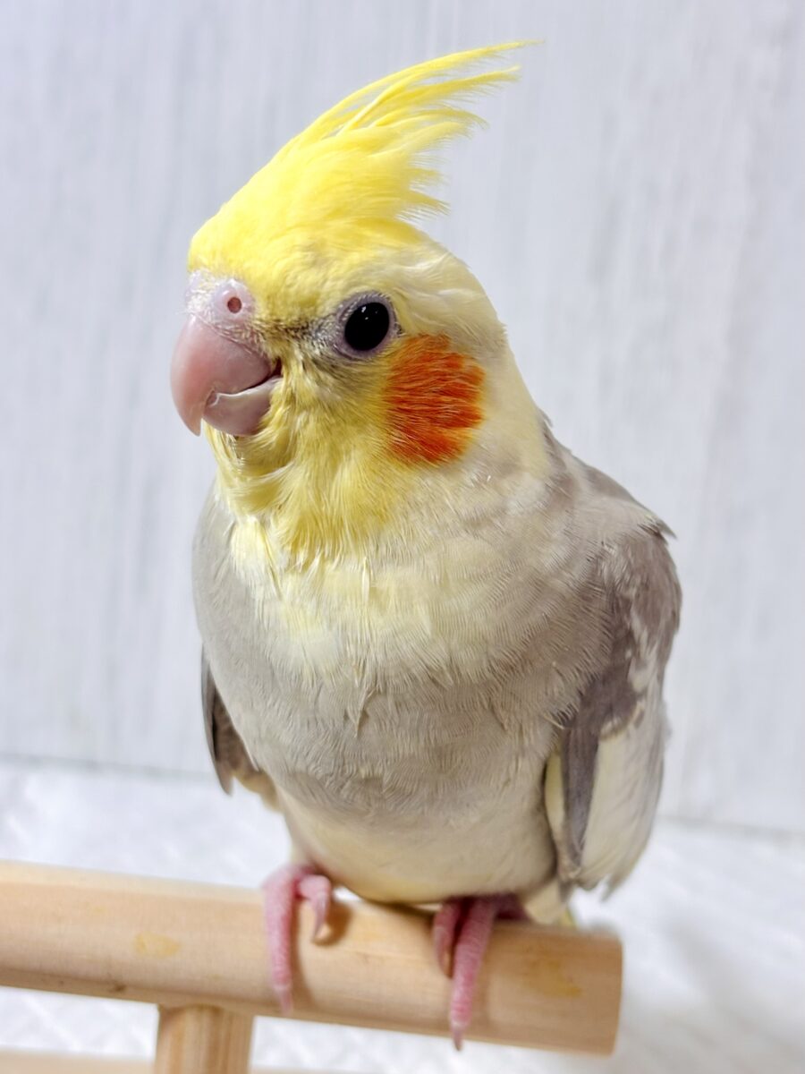 オカメインコ