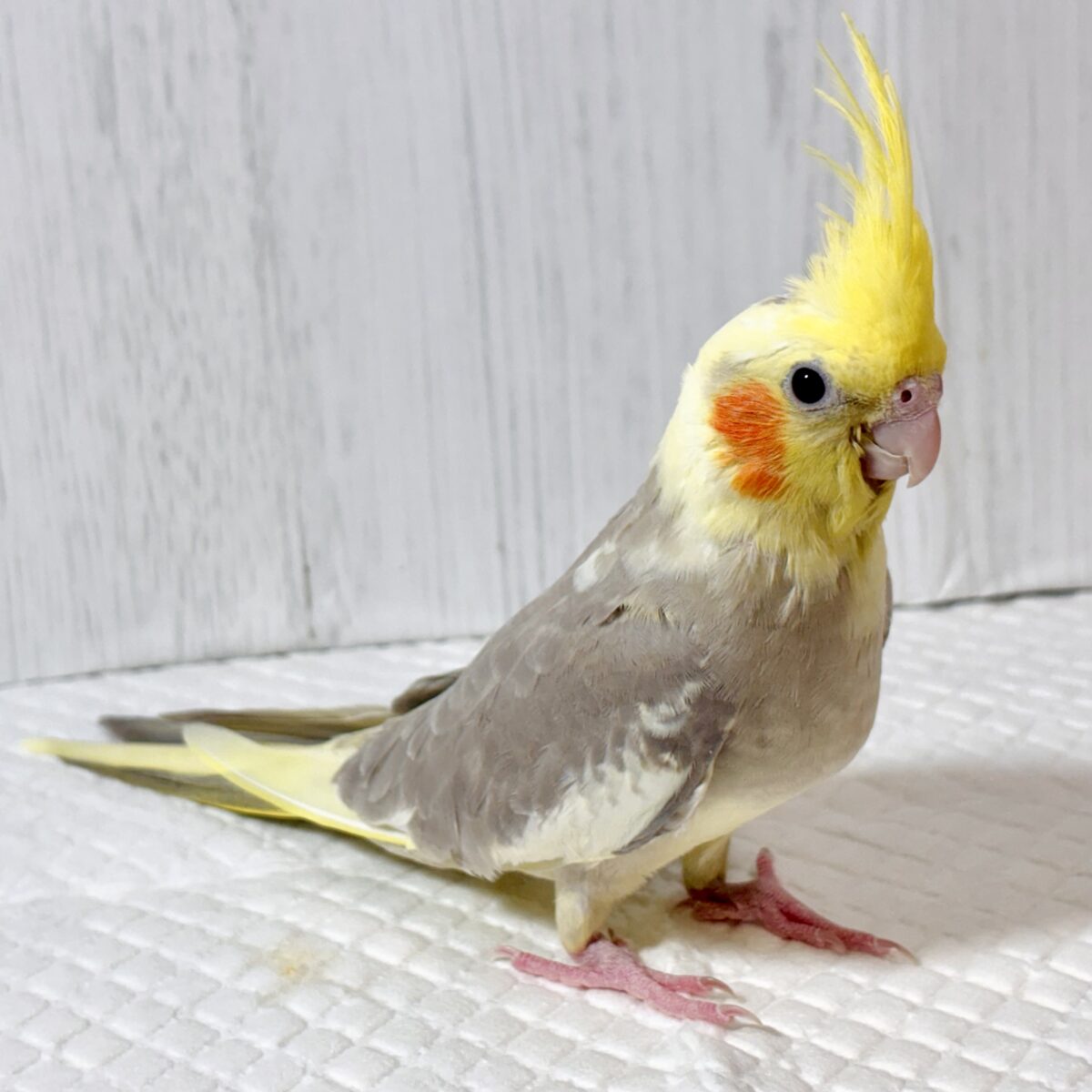 オカメインコ