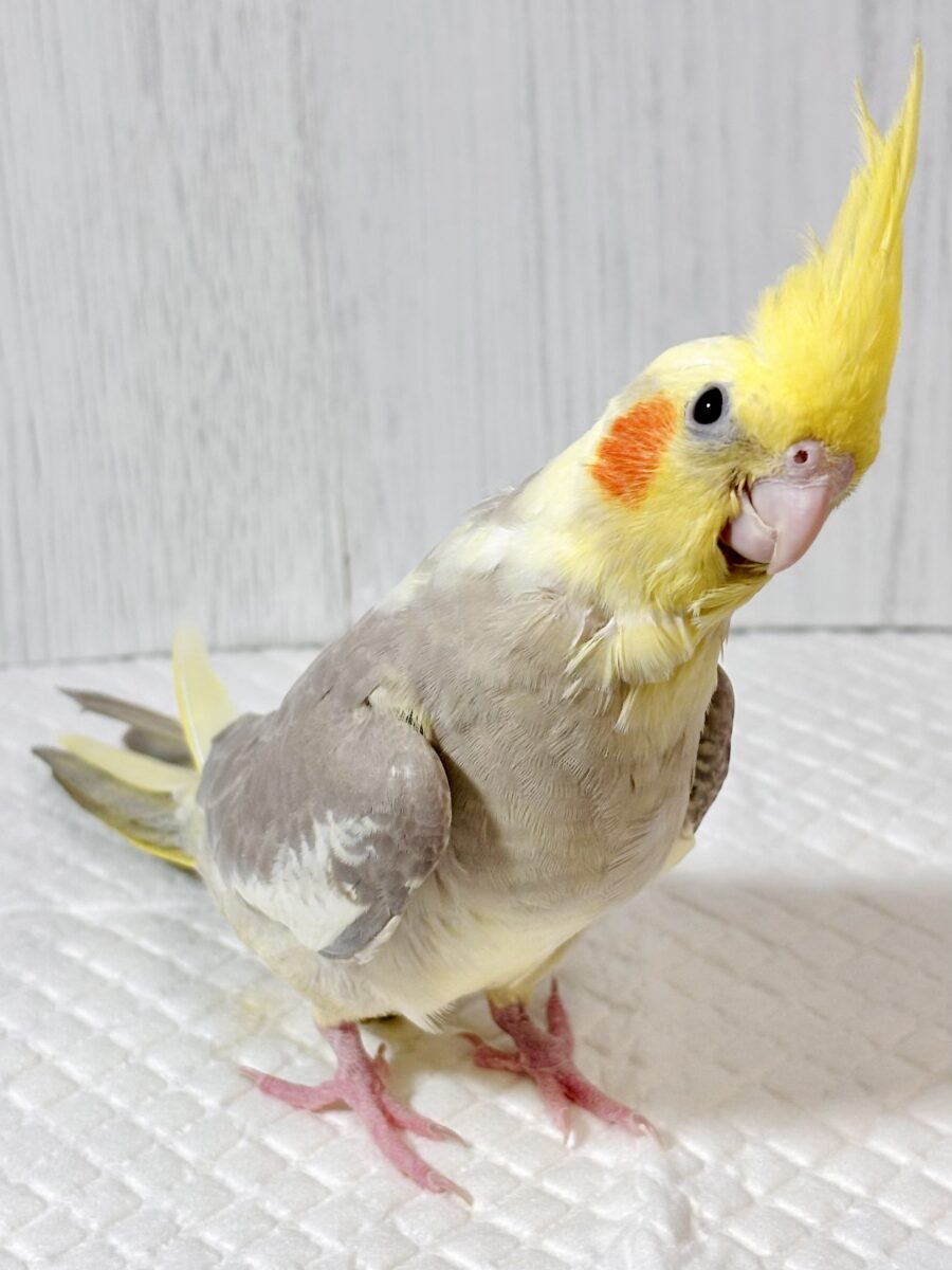 オカメインコ