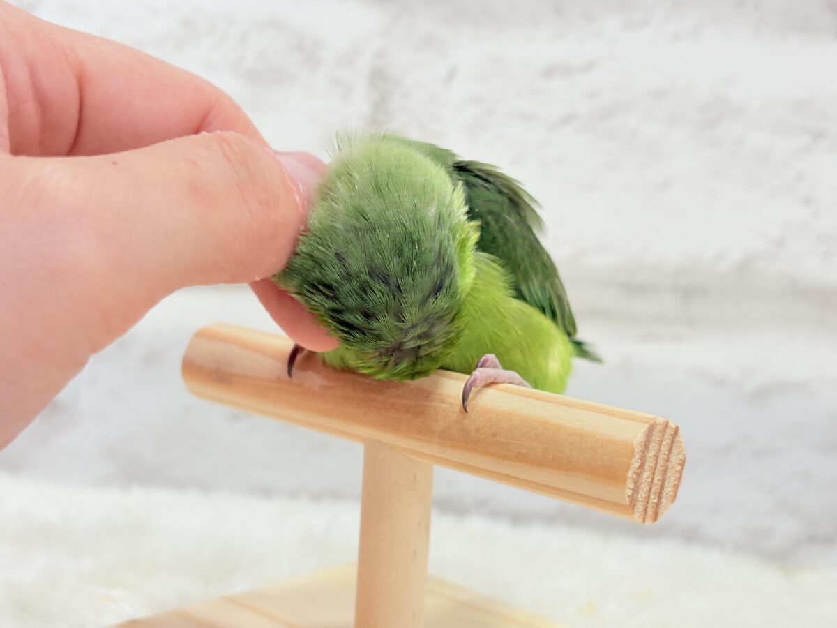 マメルリハ