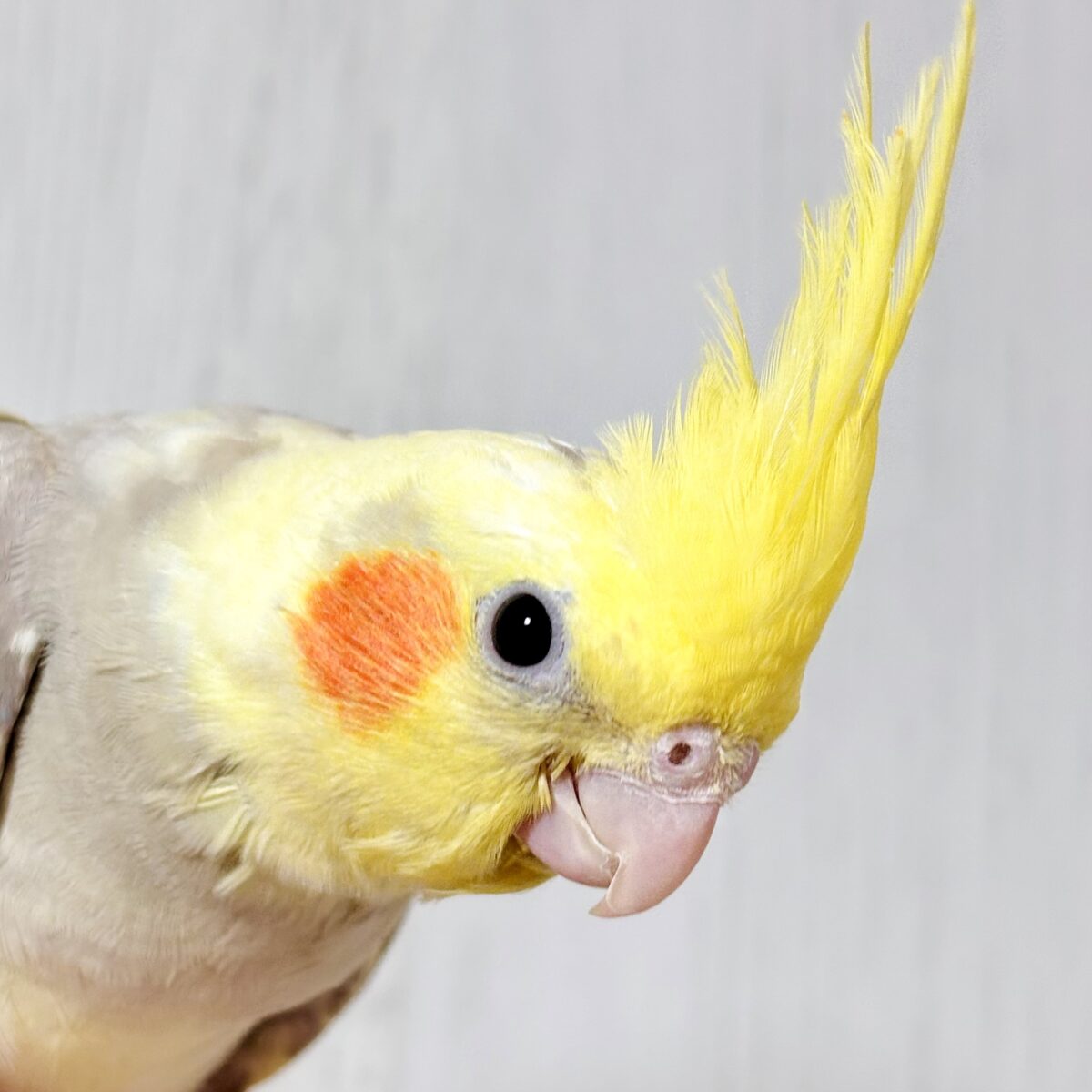 🌿ふんわりシナモン色に、個性豊かな模様♡ オカメインコ「シナモンパイド」のヒナちゃん♪