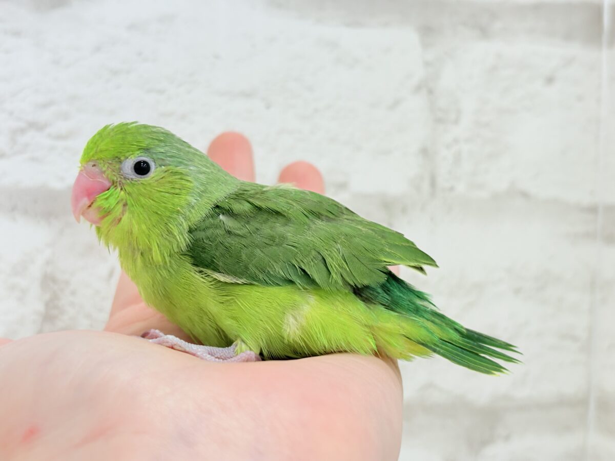 マメルリハ