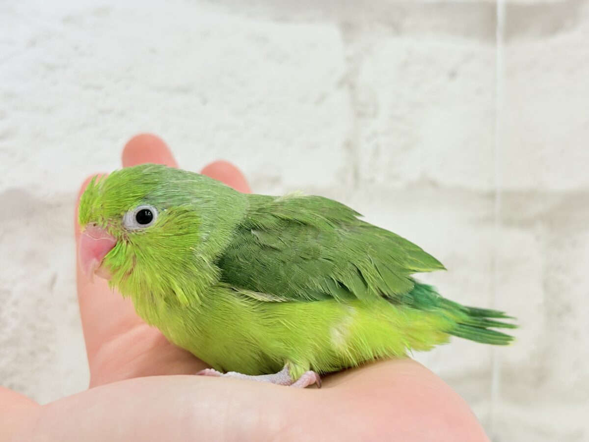 マメルリハ