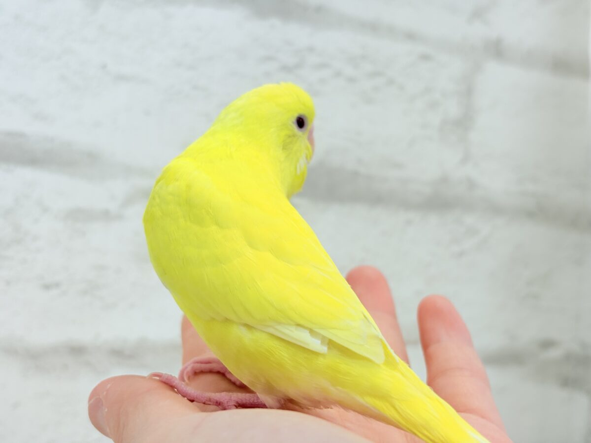 セキセイインコ