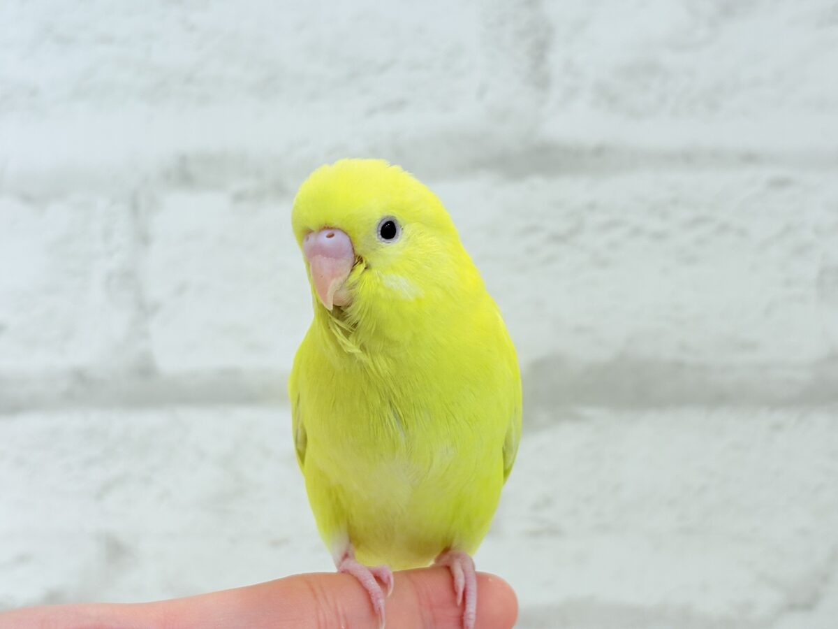 セキセイインコ