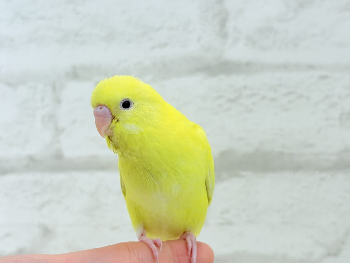 セキセイインコ