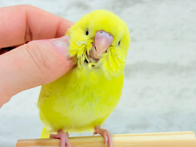 【最新画像更新🪄】にっこり笑顔がチャームポイント☺️💖セキセイインコ(ルチノー) ヒナ