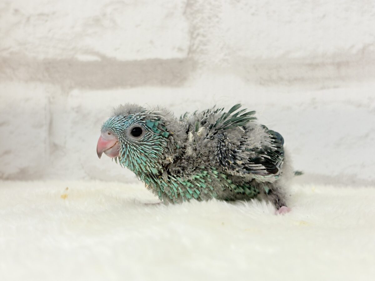 サザナミインコ